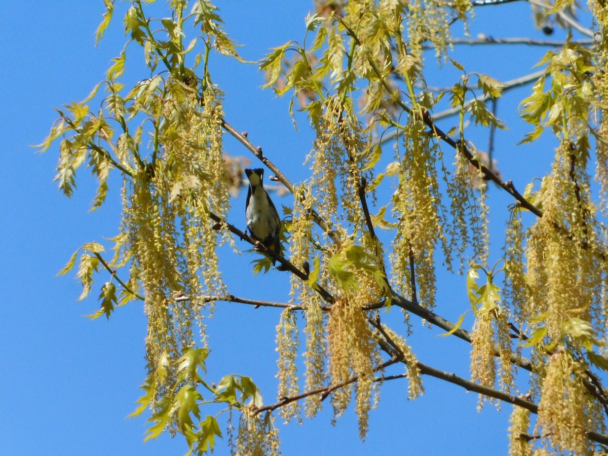 Yellow-rumped Warbler (Audubon's) - ML618588713