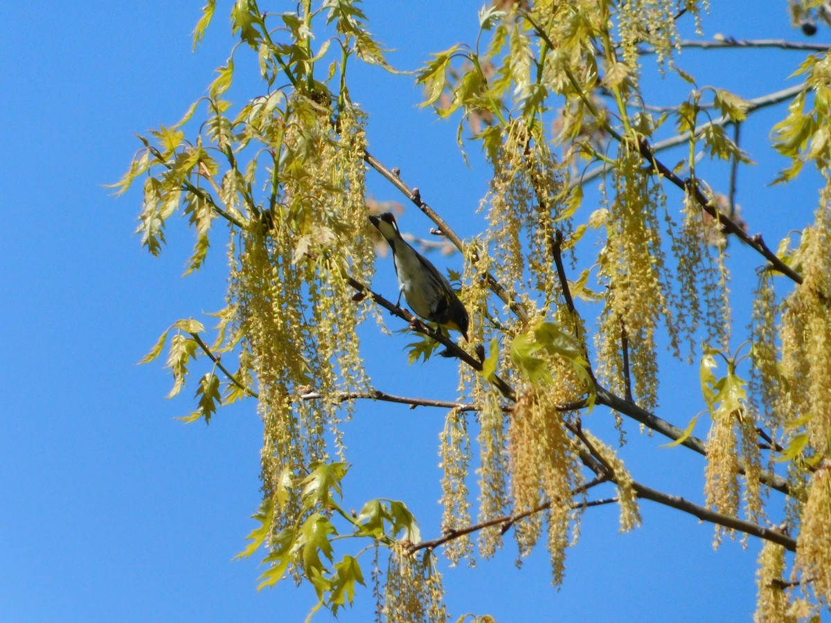 Yellow-rumped Warbler (Audubon's) - ML618588714