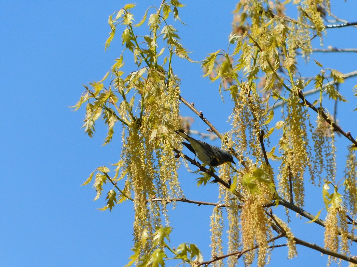 Yellow-rumped Warbler (Audubon's) - ML618588715