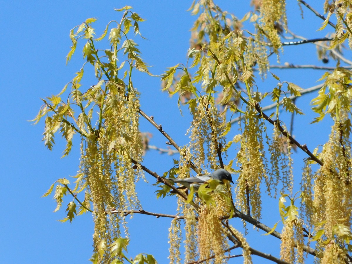 Yellow-rumped Warbler (Audubon's) - ML618588716