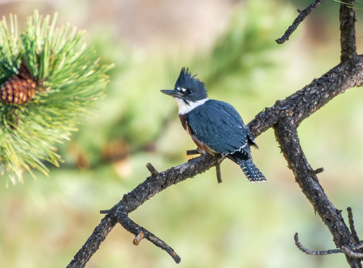 Belted Kingfisher - ML618588719