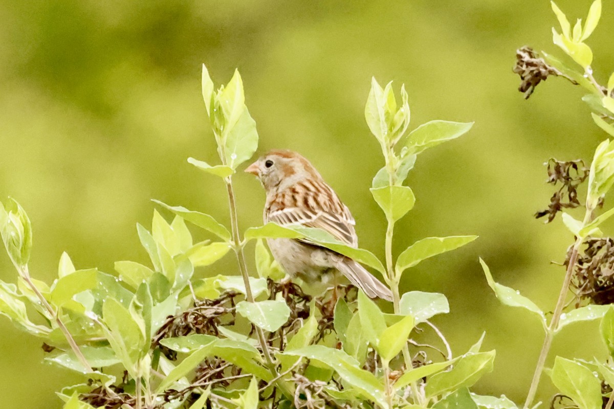 Field Sparrow - ML618588778
