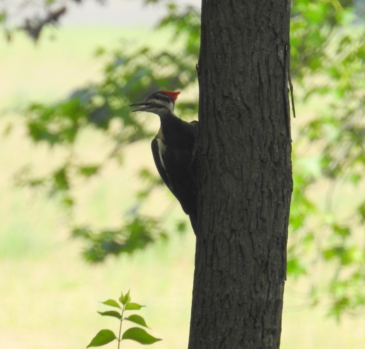Pileated Woodpecker - ML618588780