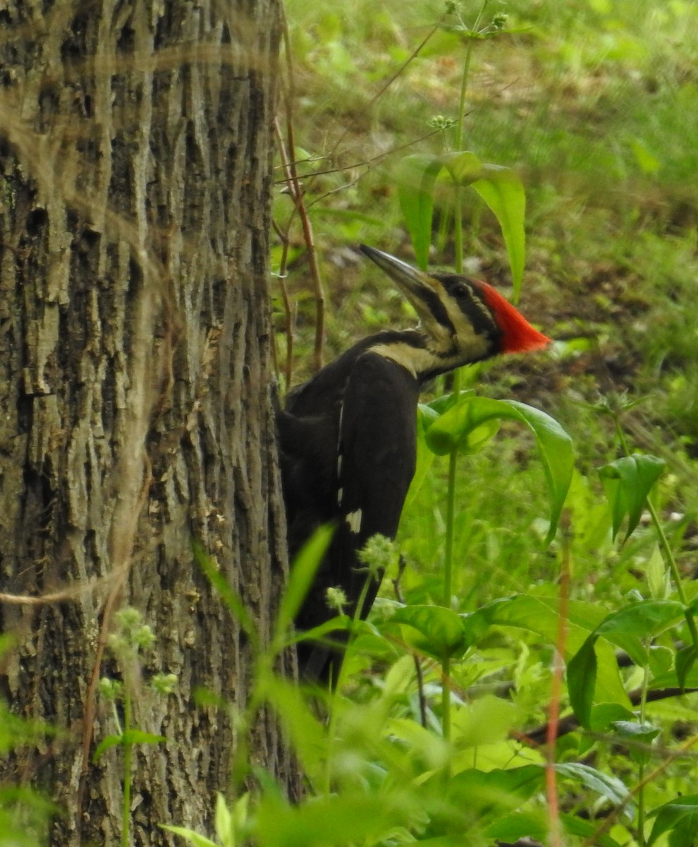 Pileated Woodpecker - ML618588782
