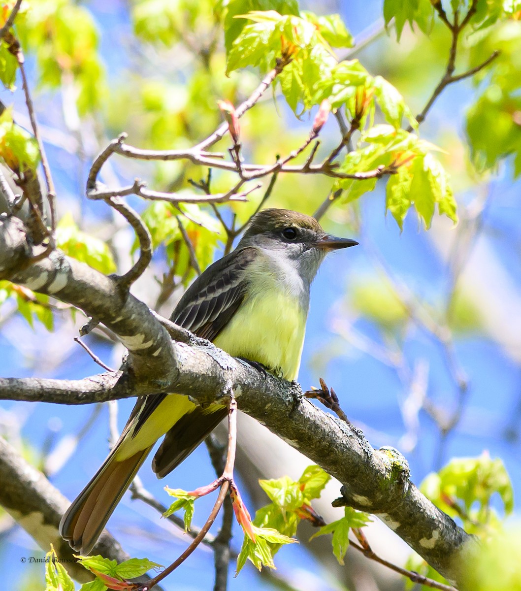Great Crested Flycatcher - ML618588784