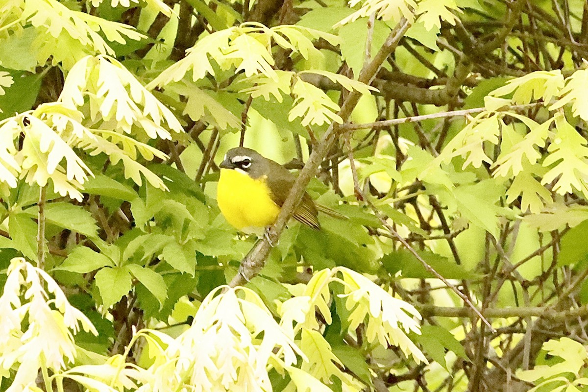 Yellow-breasted Chat - ML618588786