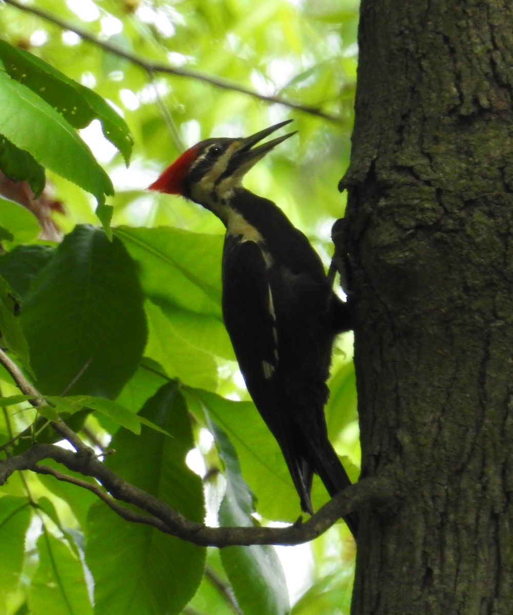 Pileated Woodpecker - ML618588787