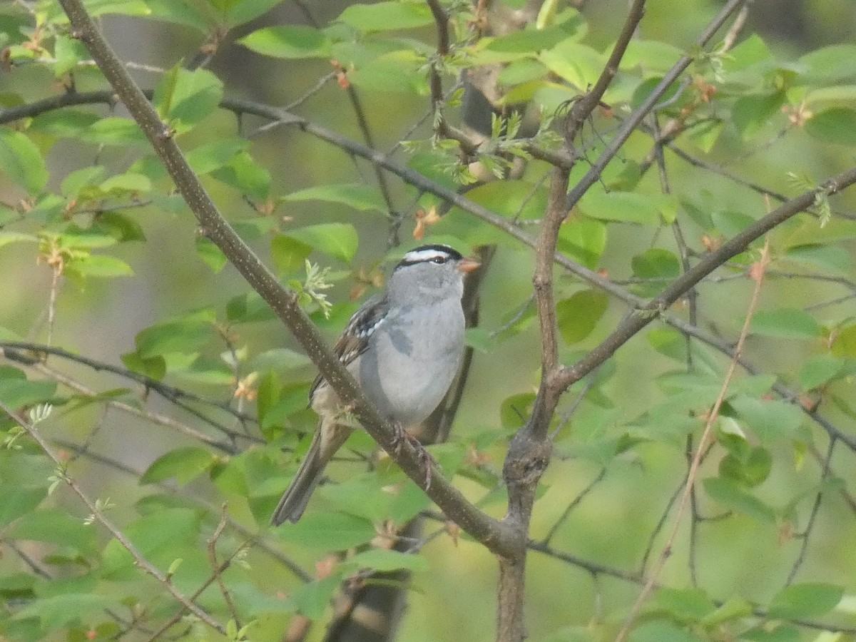 White-crowned Sparrow - ML618588797