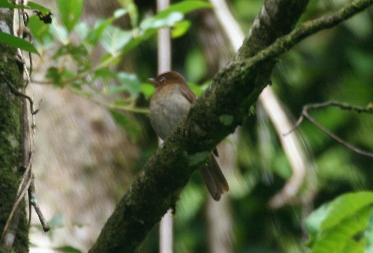 Rufous-brown Solitaire - ML618588817
