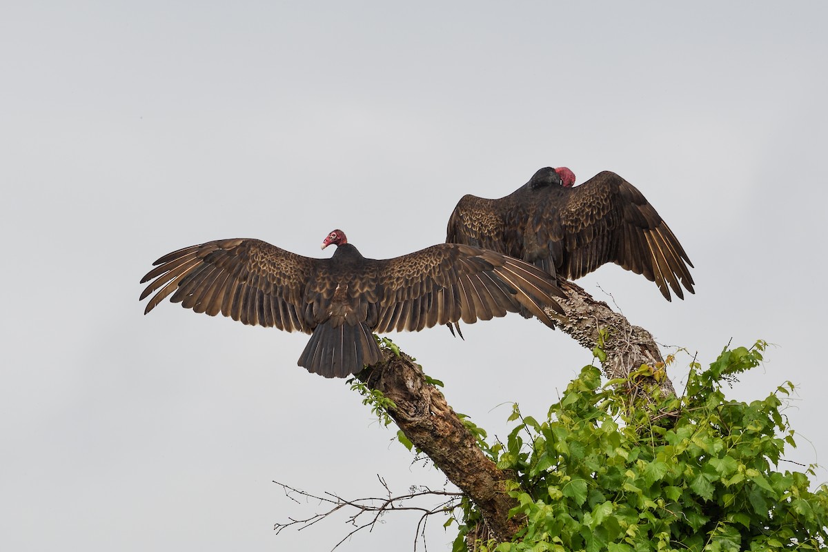 Turkey Vulture - ML618588854