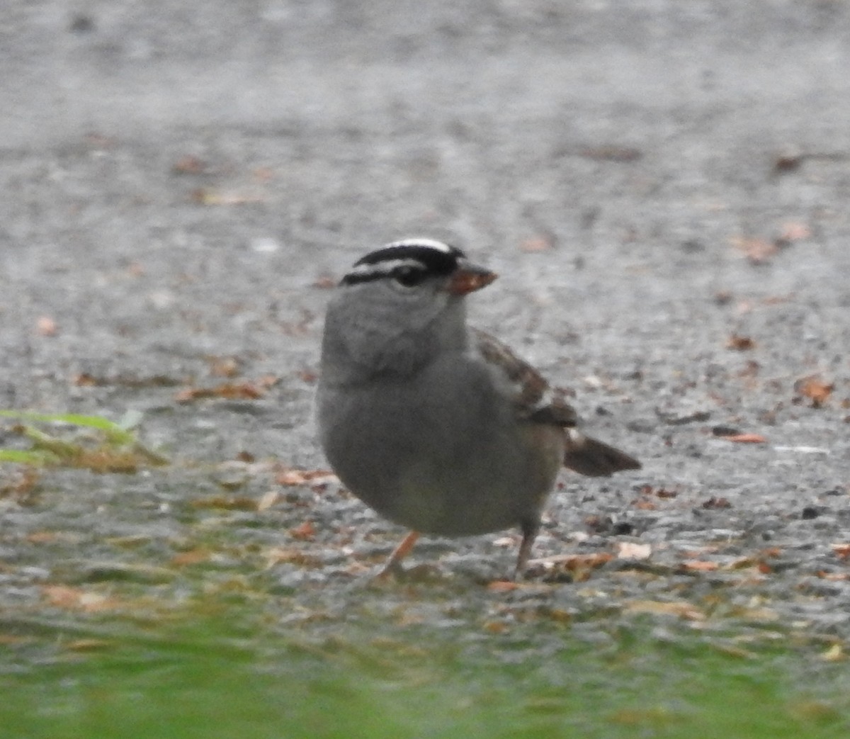 White-crowned Sparrow - ML618588867