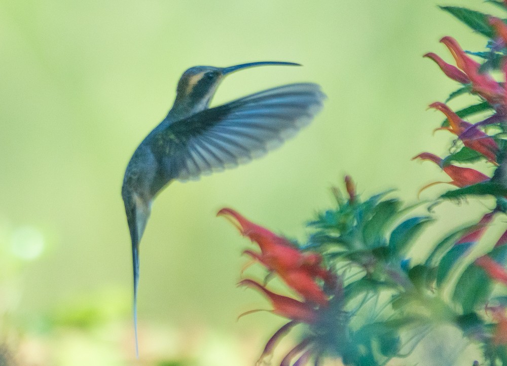 Scale-throated Hermit - ML618588885