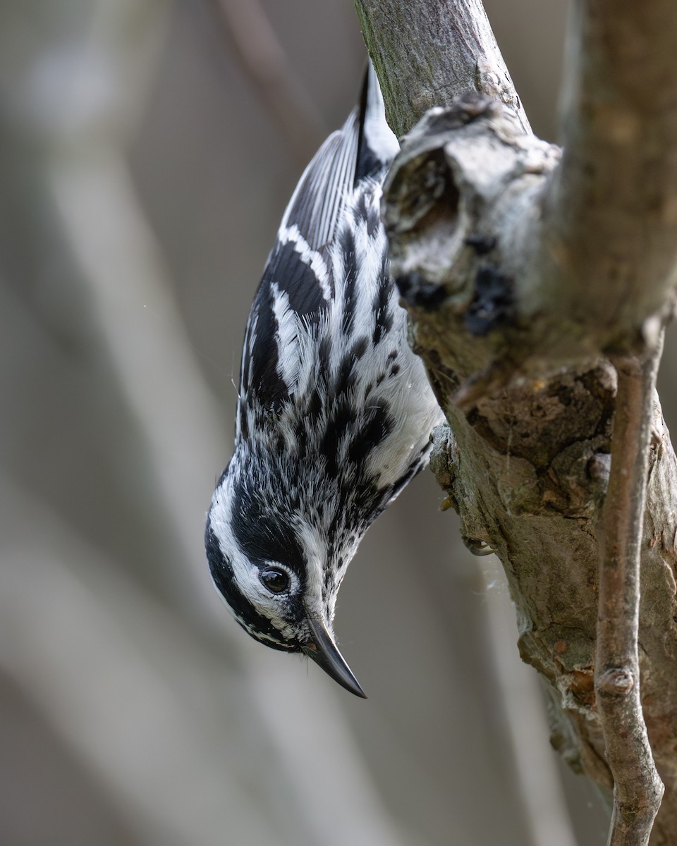 Black-and-white Warbler - ML618588888