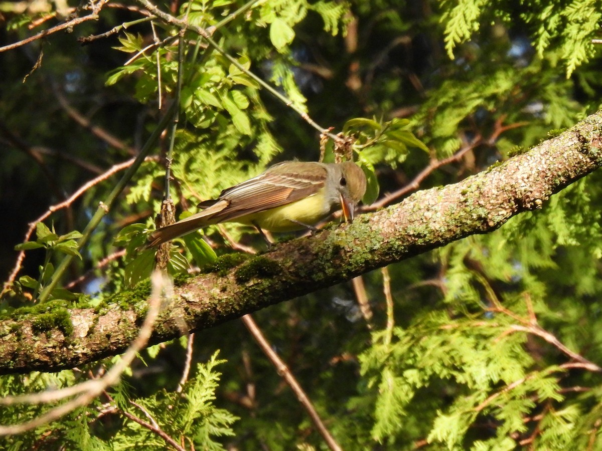 Great Crested Flycatcher - ML618588890