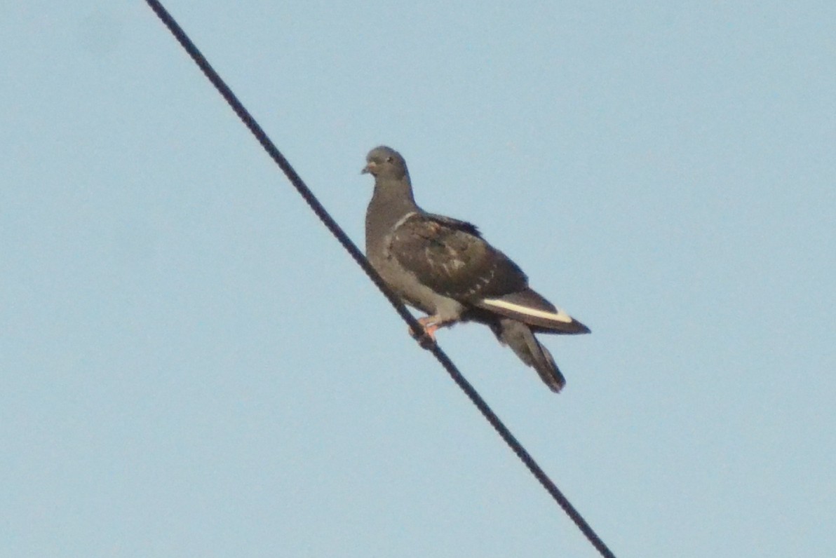 Rock Pigeon (Feral Pigeon) - ML618588893