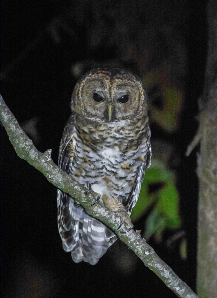 Rusty-barred Owl - ML618588895