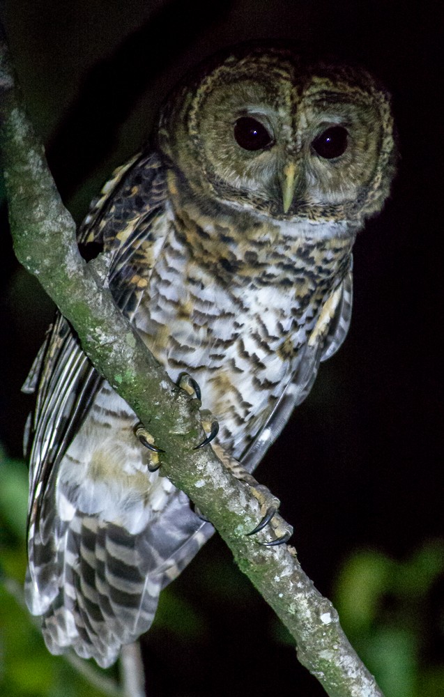Rusty-barred Owl - ML618588897