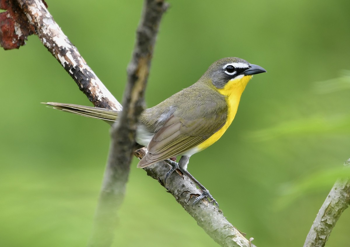 Yellow-breasted Chat - ML618588916