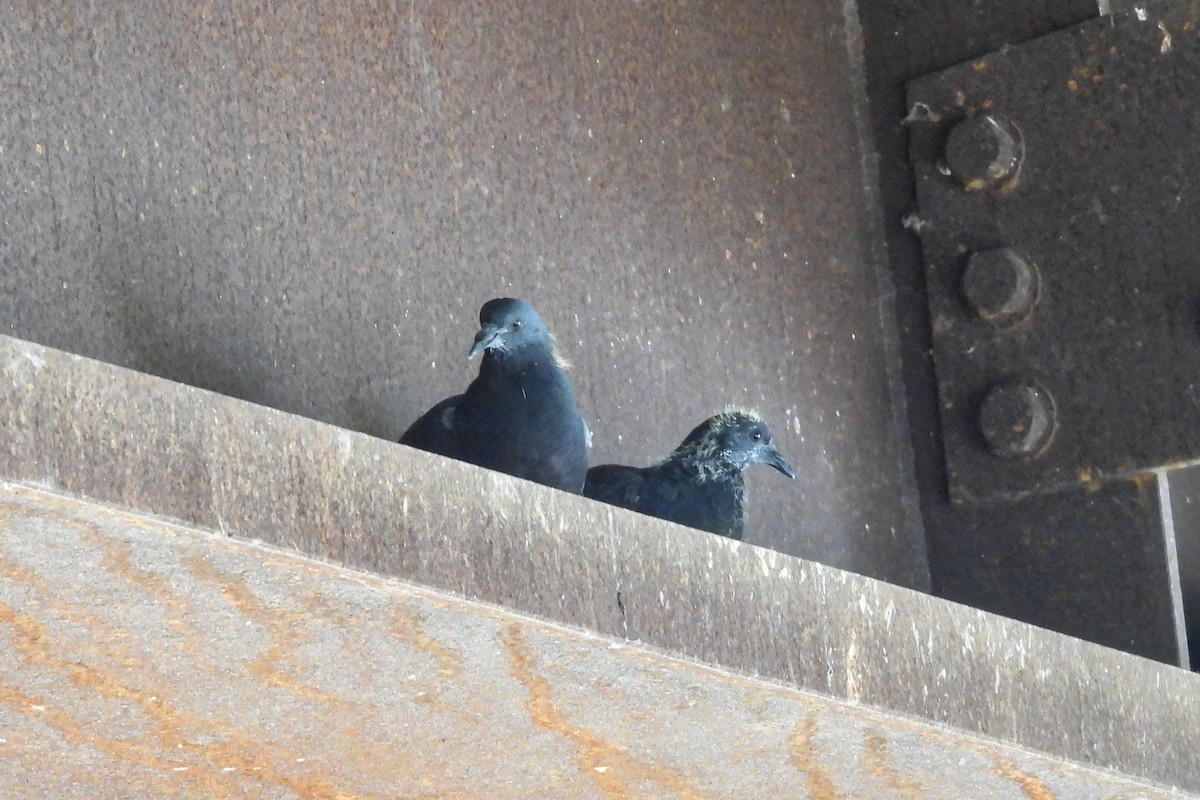 Rock Pigeon (Feral Pigeon) - ML618588980