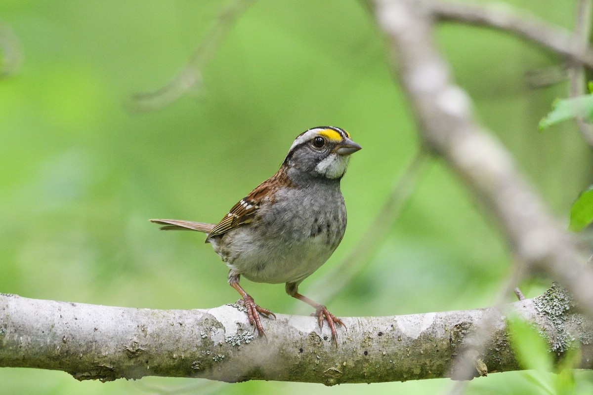 White-throated Sparrow - ML618589011