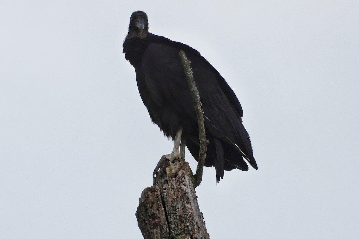 Black Vulture - ML618589017