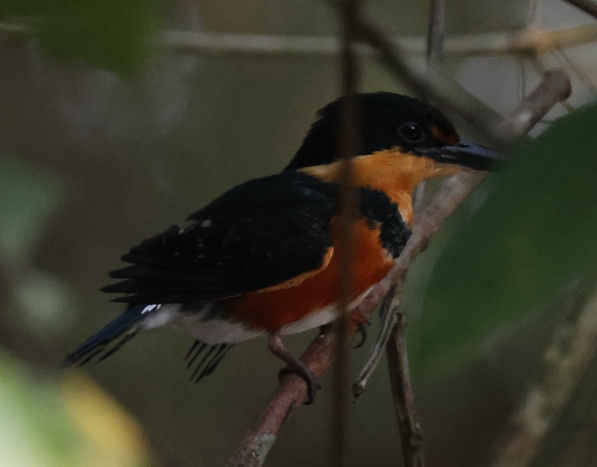 American Pygmy Kingfisher - ML618589035