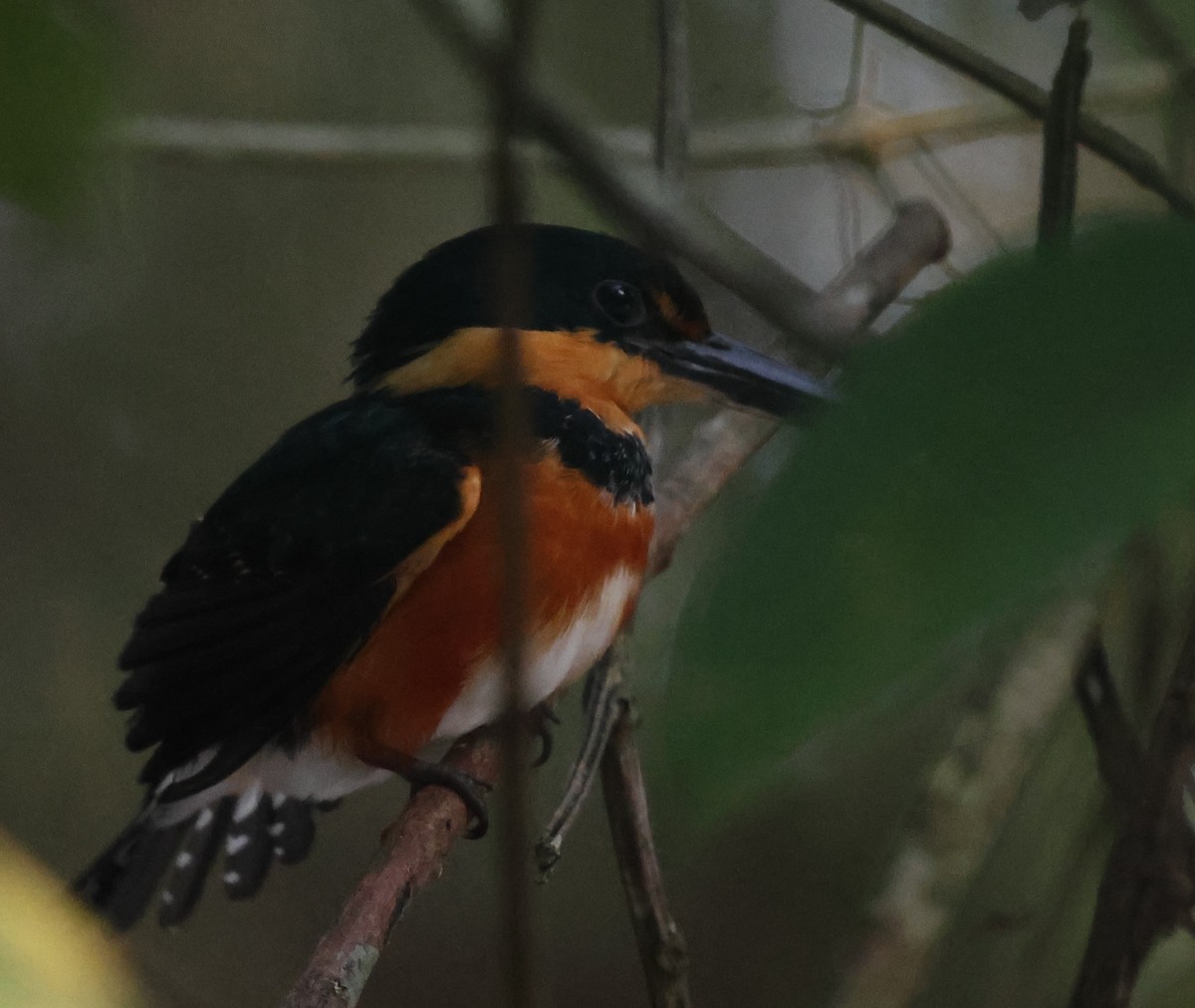 American Pygmy Kingfisher - ML618589036