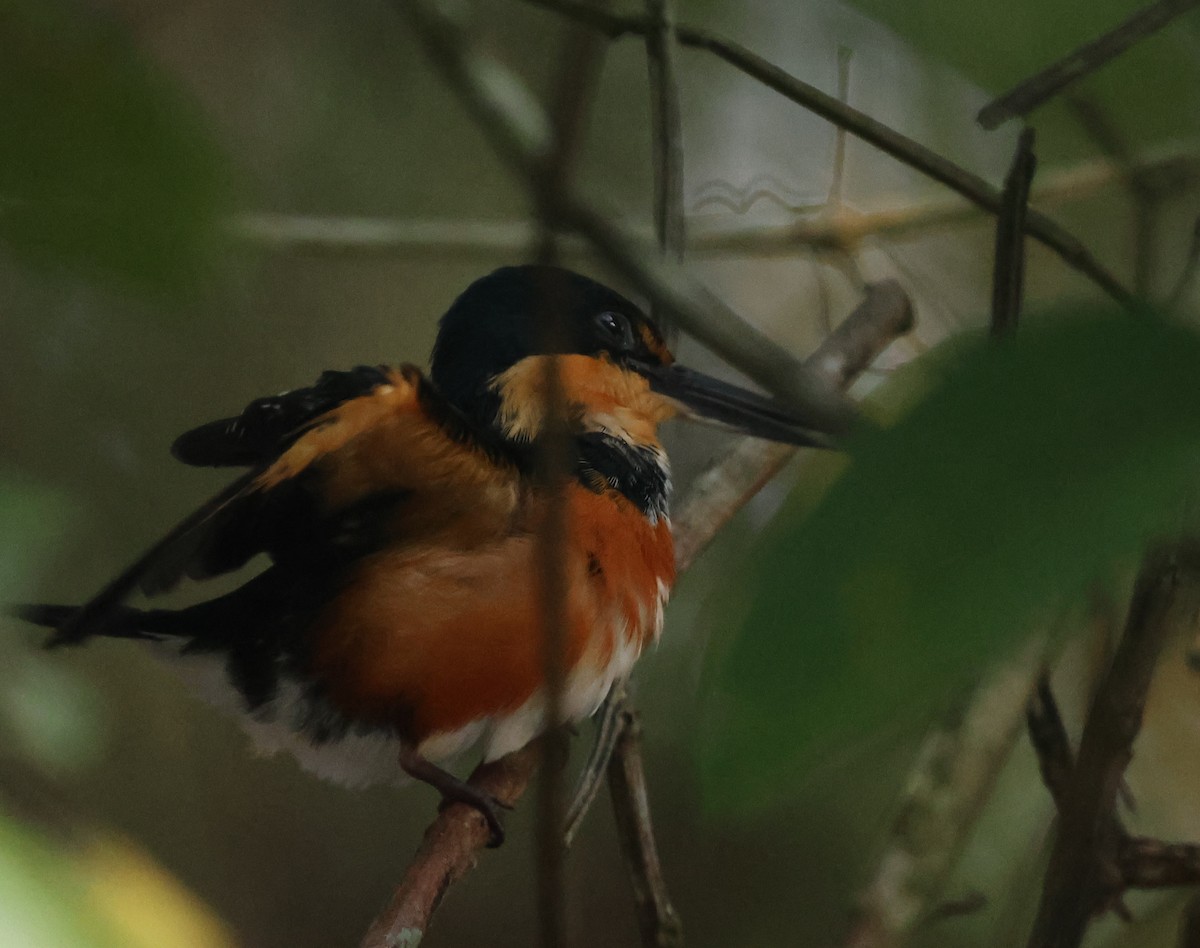 American Pygmy Kingfisher - Sally Veach