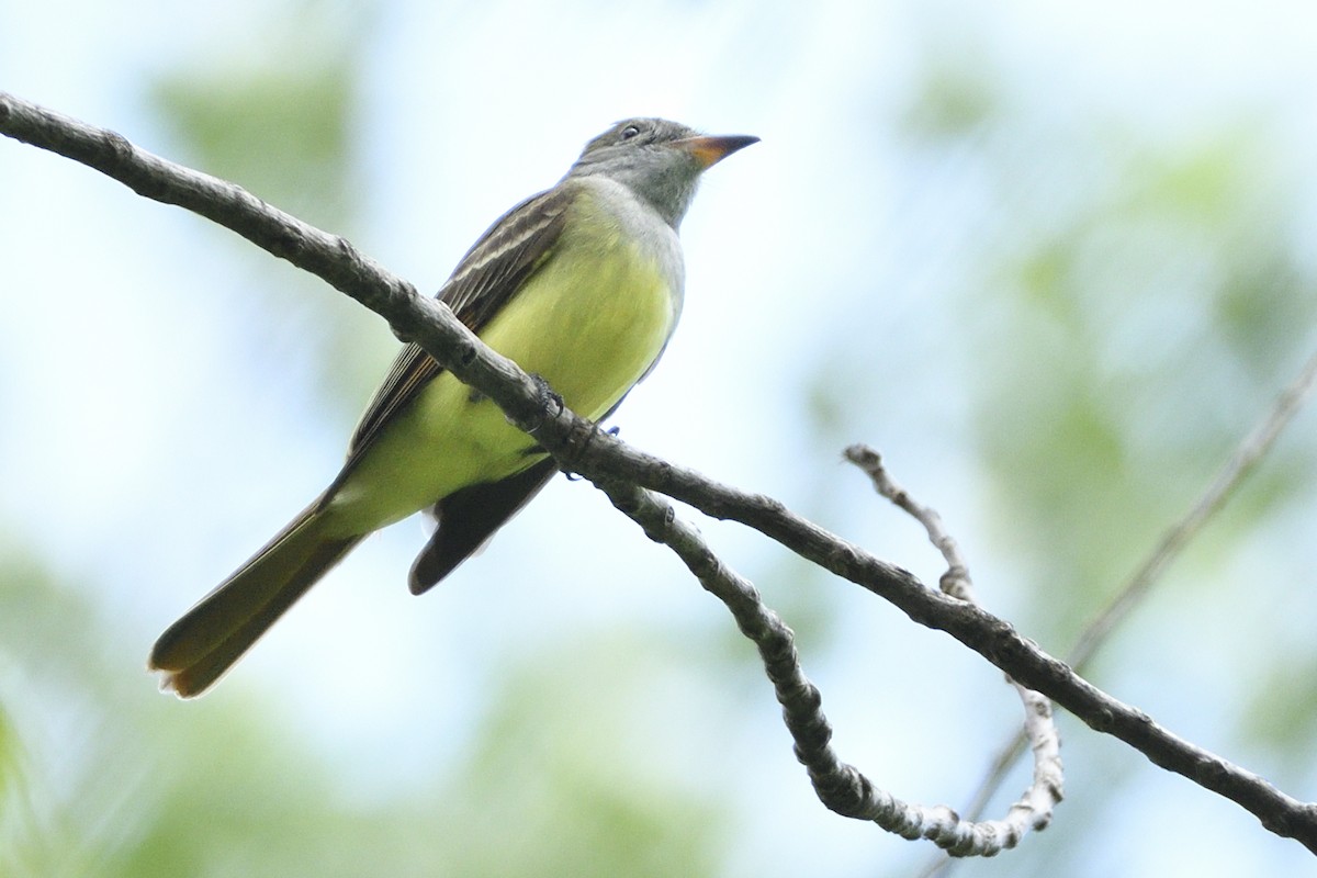 Great Crested Flycatcher - ML618589071