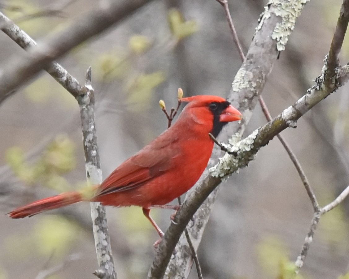 Northern Cardinal - Barb and Lynn