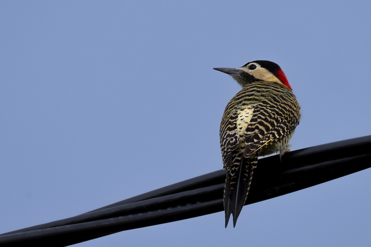 Green-barred Woodpecker - ML618589095