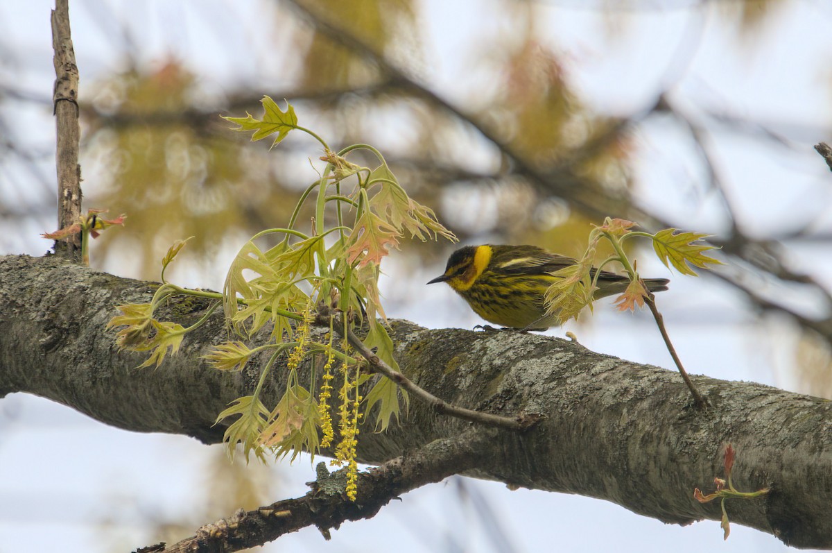Cape May Warbler - ML618589141
