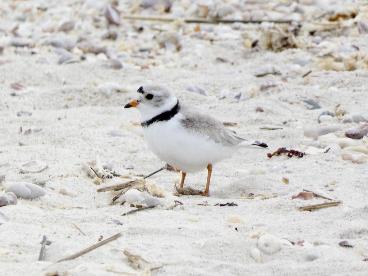 Piping Plover - ML618589142