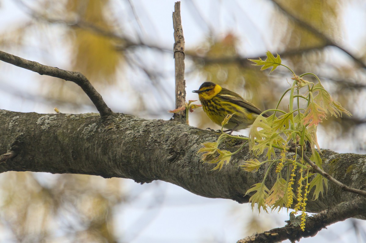 Cape May Warbler - ML618589144