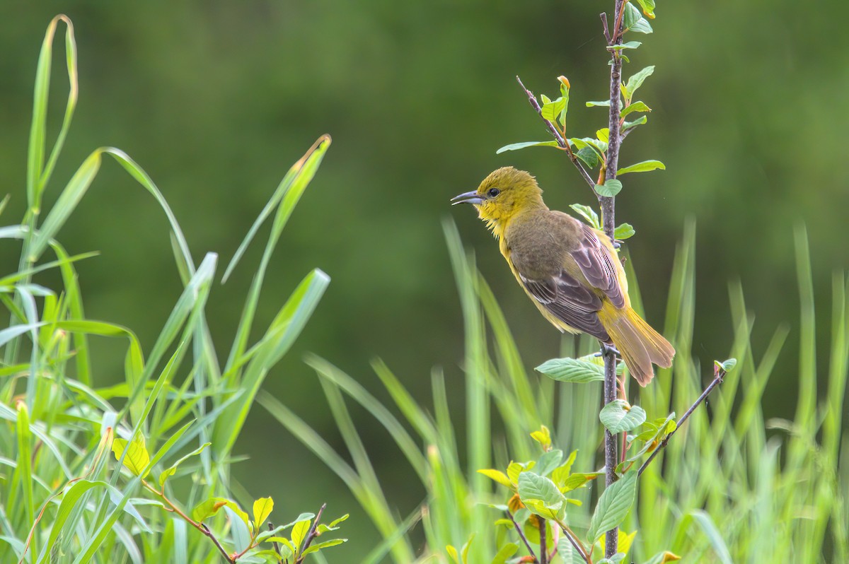 Orchard Oriole - ML618589157