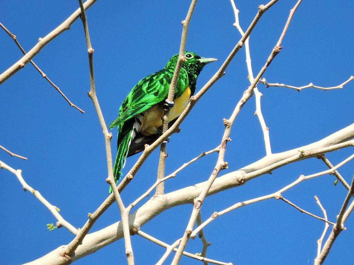 African Emerald Cuckoo - ML618589160