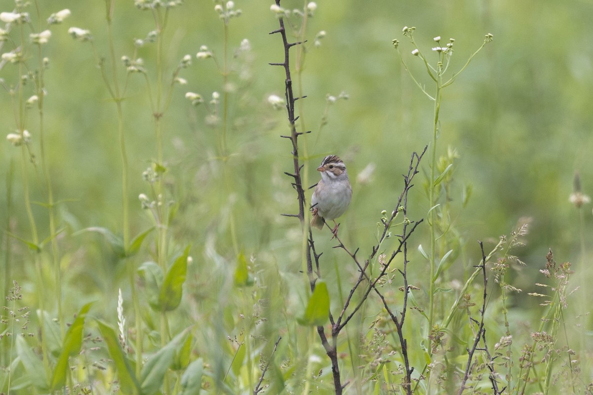 Clay-colored Sparrow - ML618589192