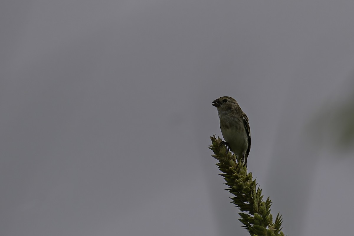 Chestnut-throated Seedeater - ML618589201