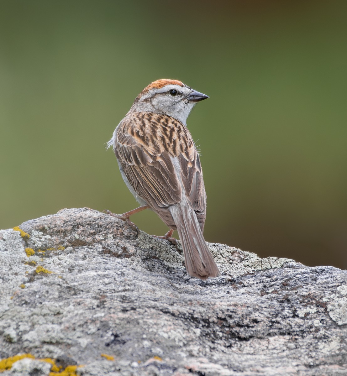Chipping Sparrow - ML618589211