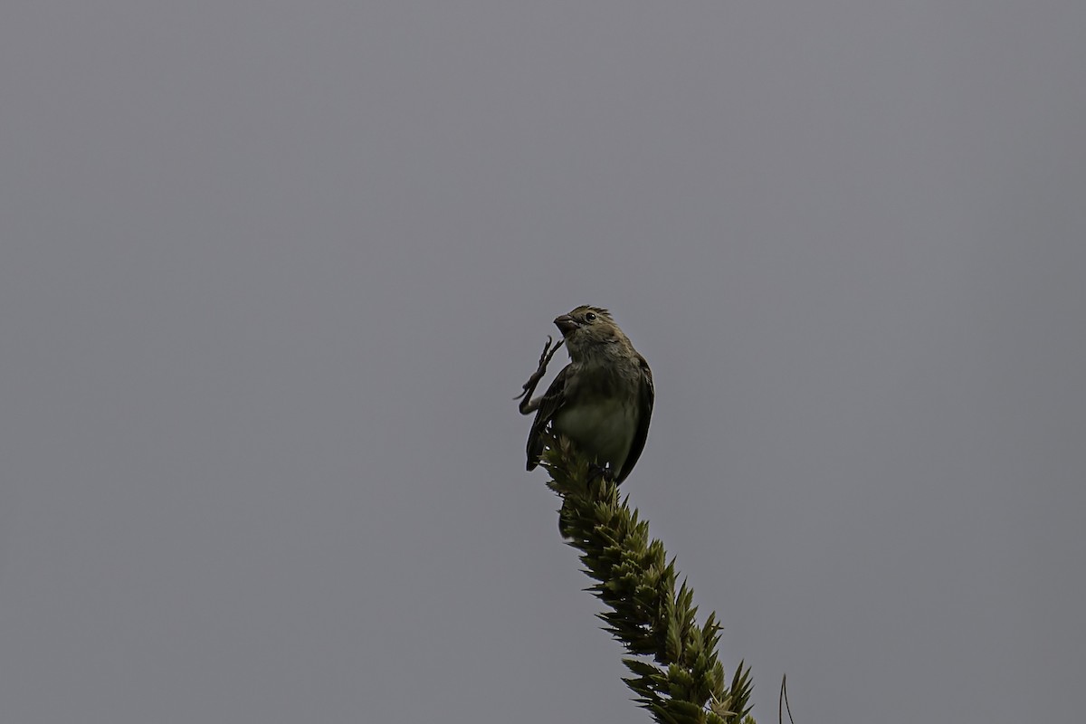 Chestnut-throated Seedeater - ML618589216
