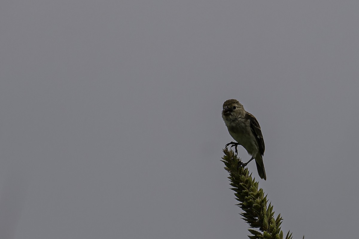 Chestnut-throated Seedeater - ML618589227