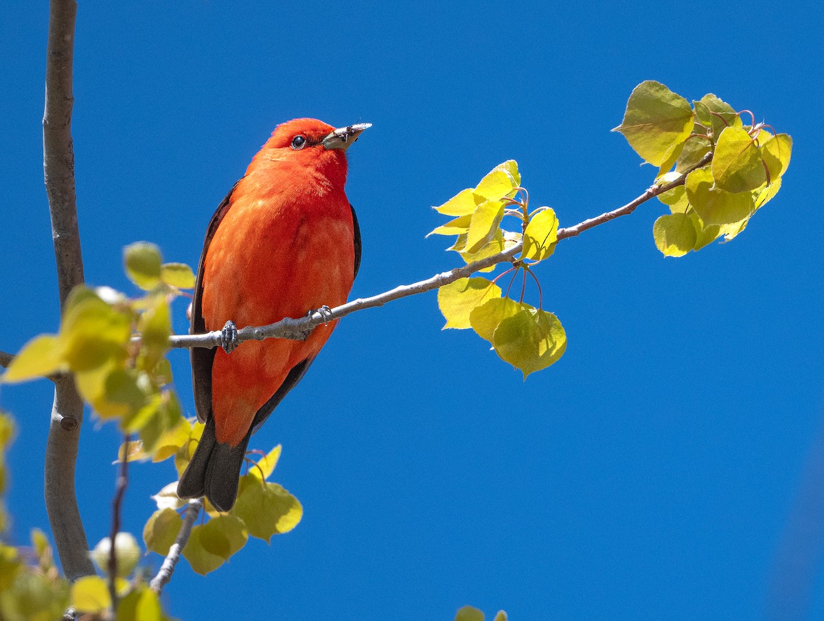 Scarlet Tanager - ML618589230