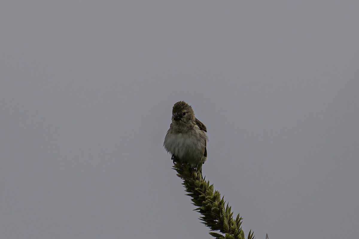 Chestnut-throated Seedeater - ML618589243
