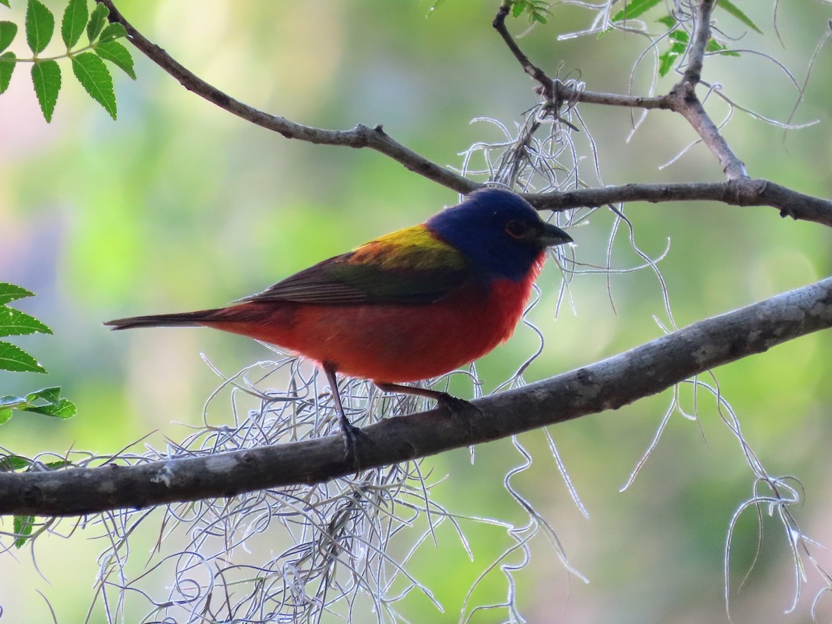 Painted Bunting - ML618589260