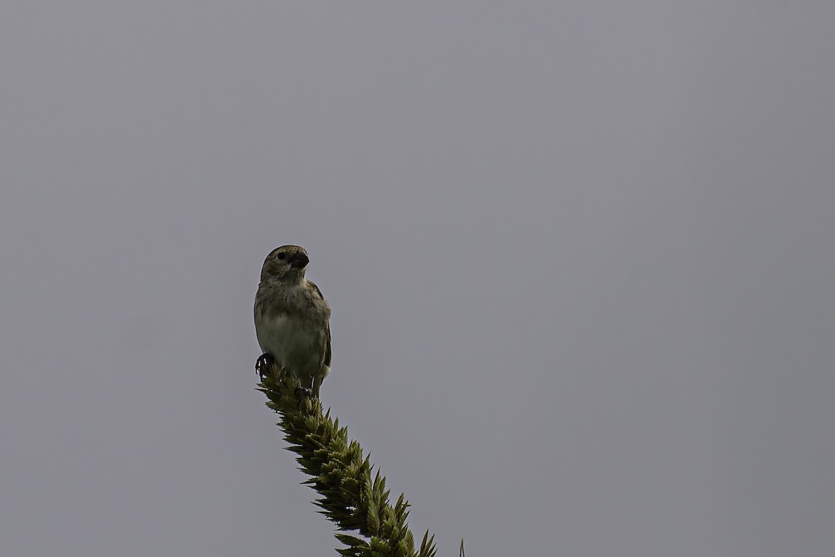 Chestnut-throated Seedeater - ML618589261