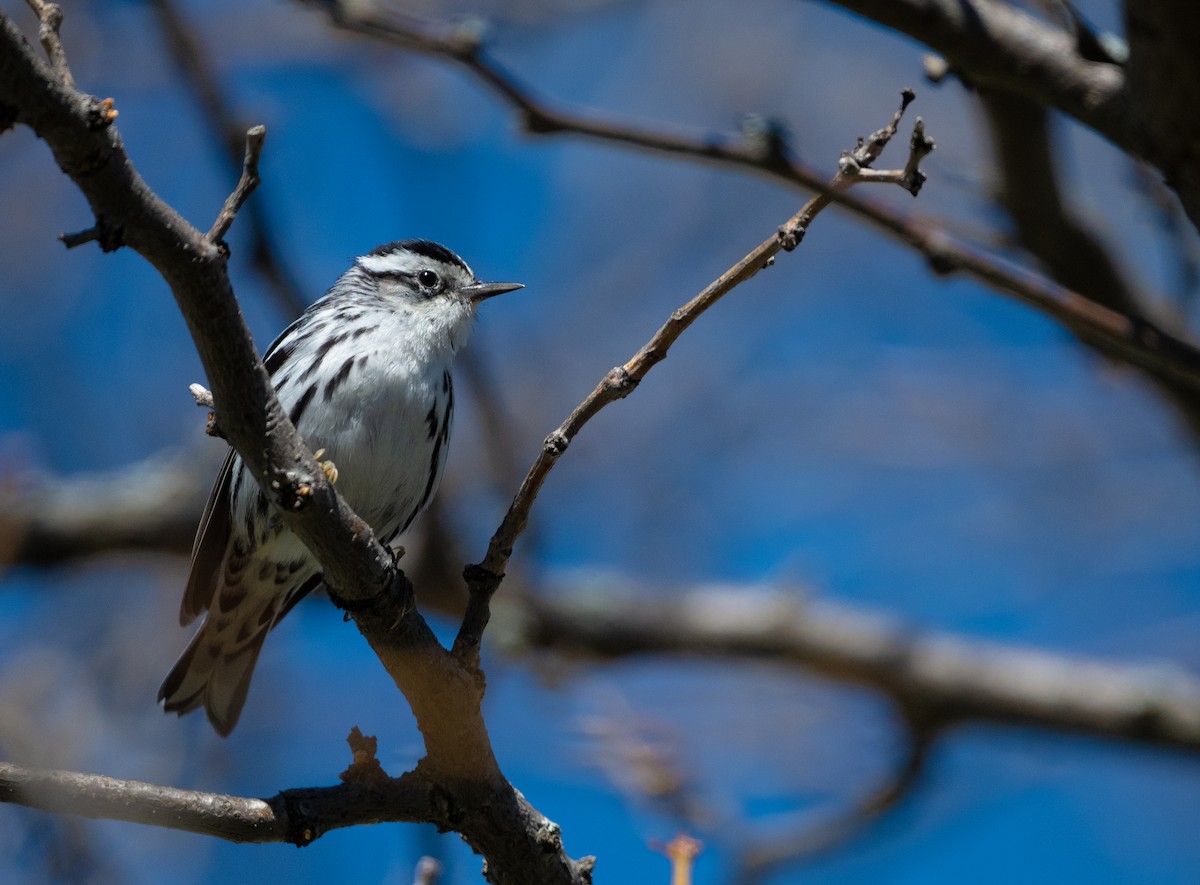 Black-and-white Warbler - ML618589269