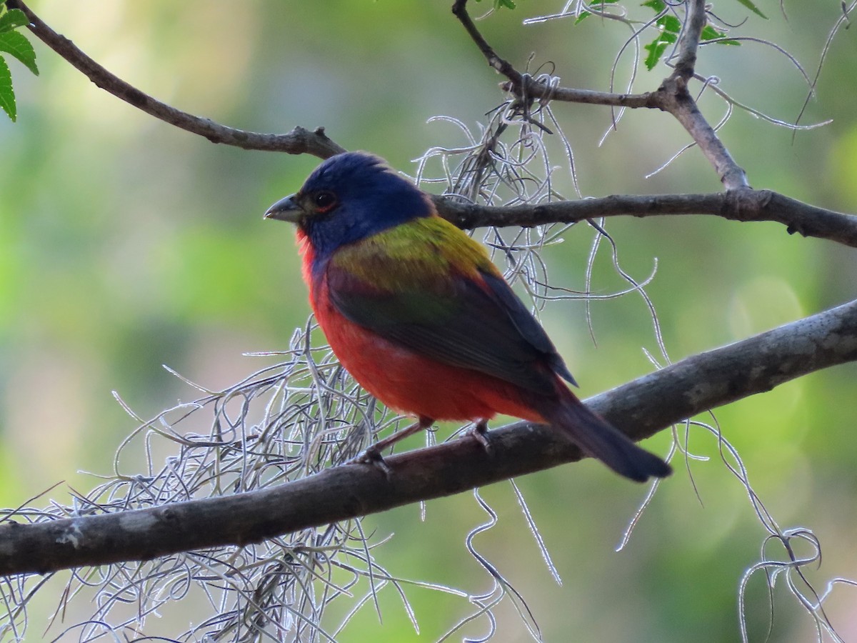 Painted Bunting - ML618589271