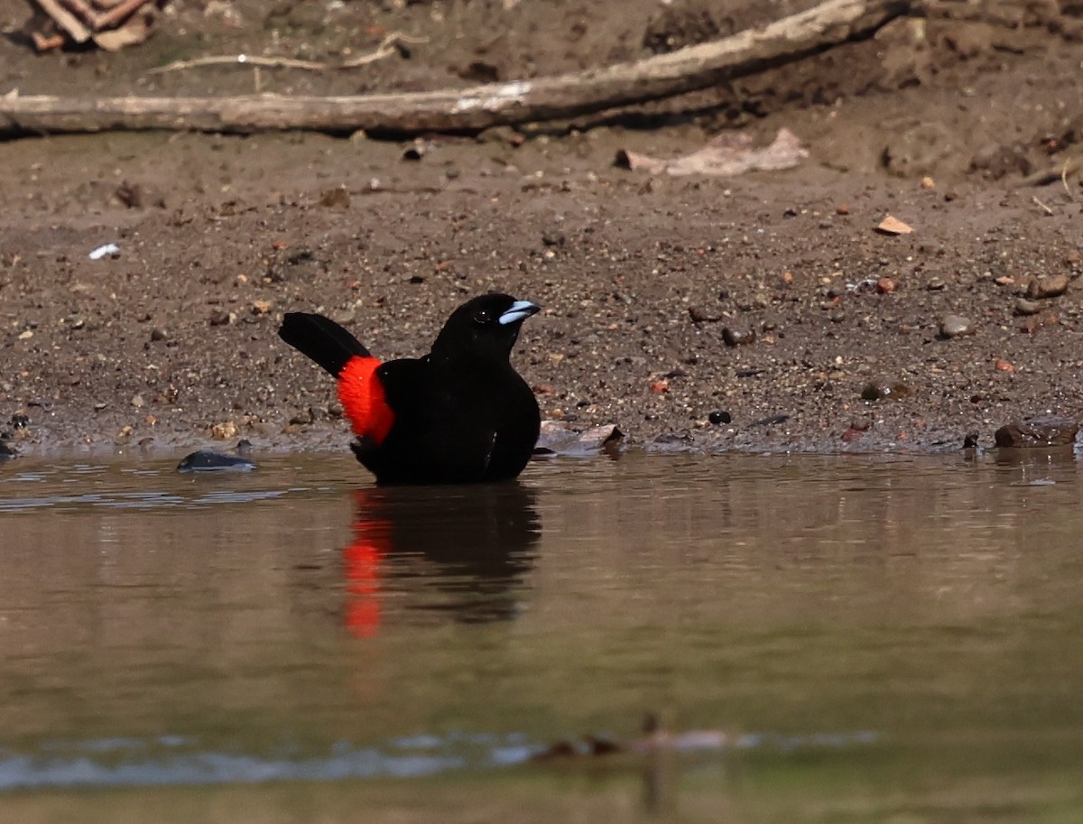 Scarlet-rumped Tanager - ML618589286