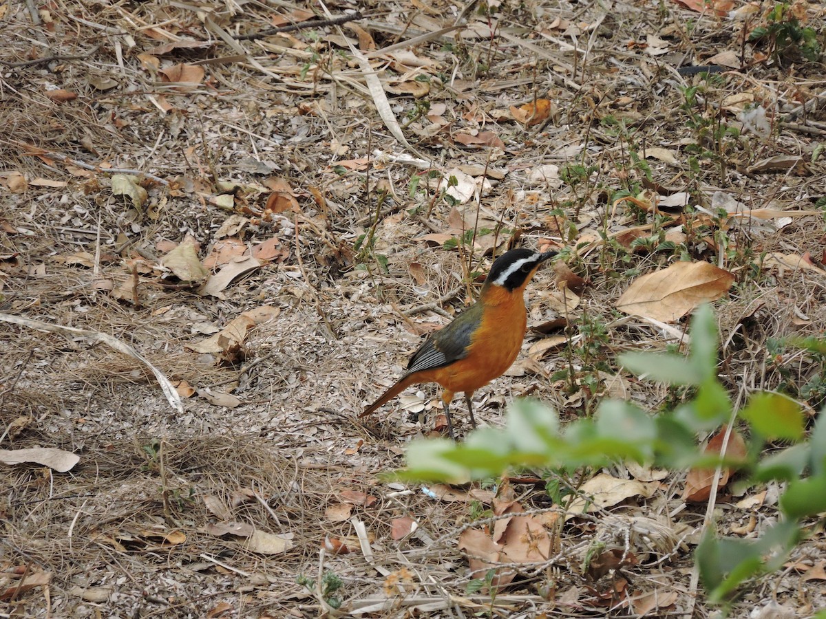 White-browed Robin-Chat - ML618589287