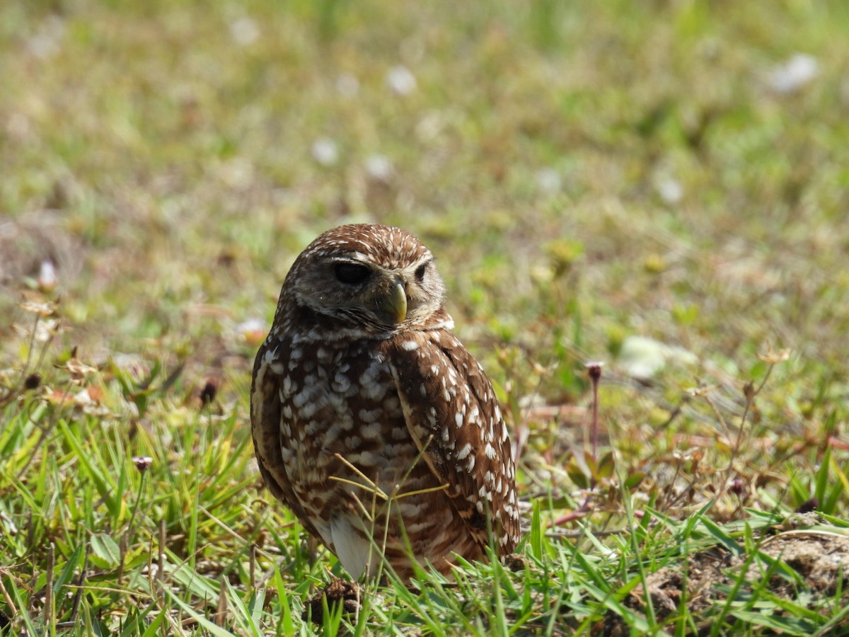 Burrowing Owl - ML618589301